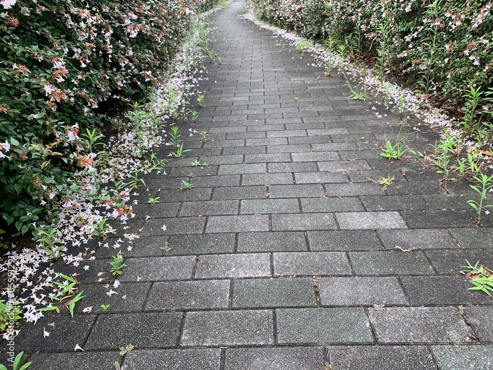 The walkway is covered with black-gray rectangle plaster. On both sides of the tree are white-pink flowers with green petioles.