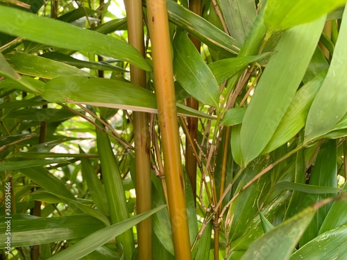Golden bamboo, the trunk is long, long pieces Many trees combined into a clump. Looks the most unusual