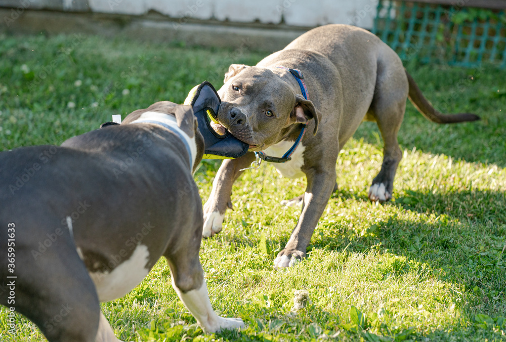 pitbulls are playing tug of war with a dog toy