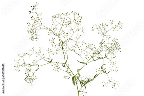 Twig with flowers of Gypsophila   Baby s-breath flowers   isolated on white background