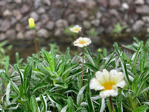 daisy, white petals with yellow stamens in the center of the flower Green leaf stalk There are many stones behind.