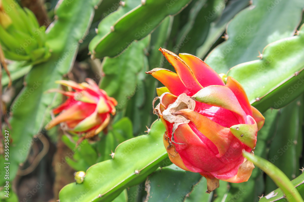 Dragon fruit planted in a natural garden Dragon fruit planted in a natural garden