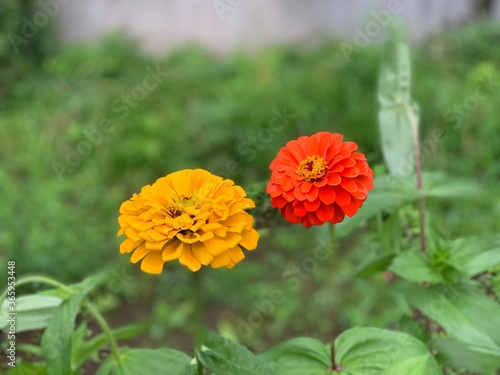 common zinnia has yellow flowers, orange flowers, overlapping petals with yellow stamens in the middle. Green leaf stalk