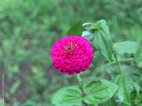 common zinnia Pink petals overlapping many layers, forming a beautiful bush. With pollen in the middle of the flower Green leaf stalk