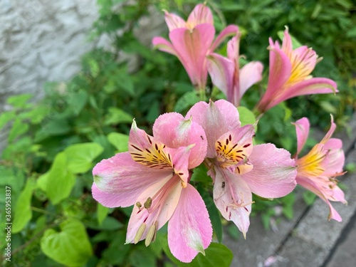 peruvian lily Petals pink, white, green, yellowish brown There are long stalks protruding from the center of the flower. There are many flowers forming a large inflorescence. Green leaf stalk