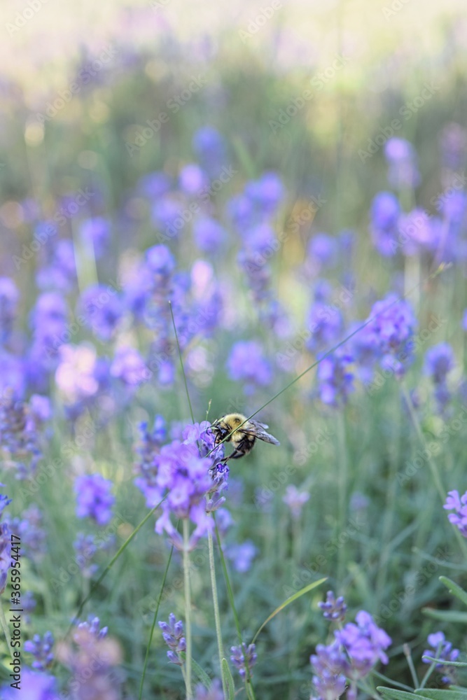 A Bee Pollinating in a Lavender Field