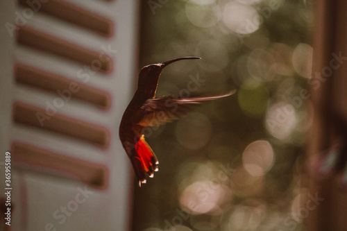 hummingbird and flower (ID: 365955889)