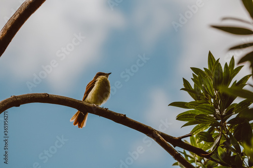 bird on a branch (ID: 365956271)