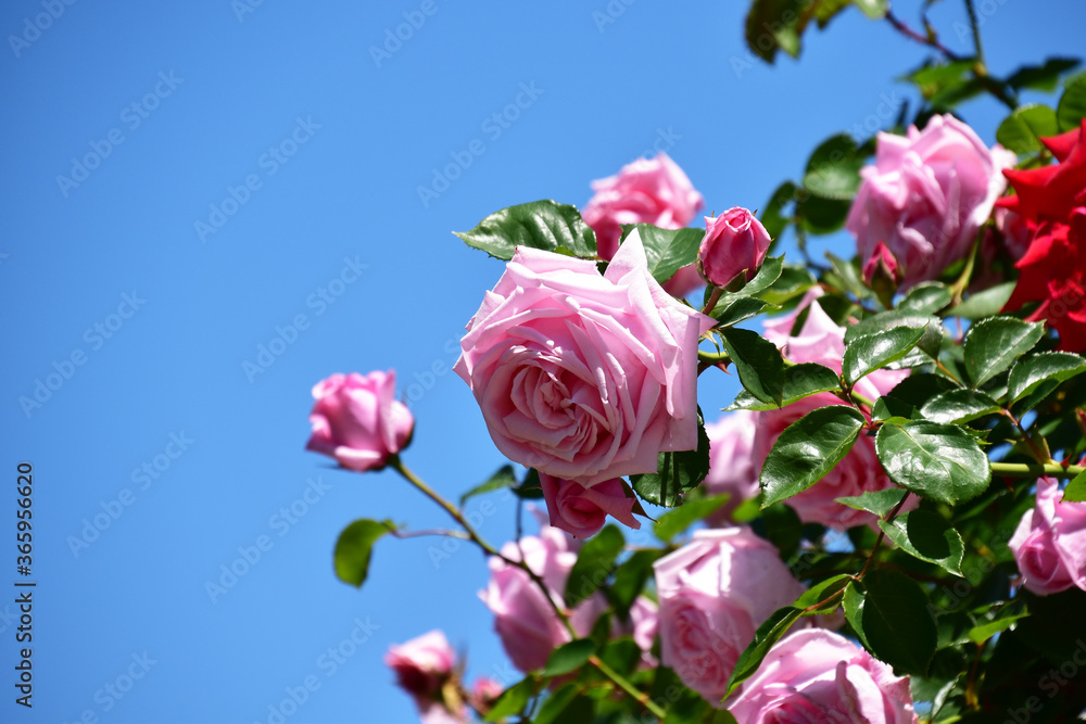 ピンクのバラと青空