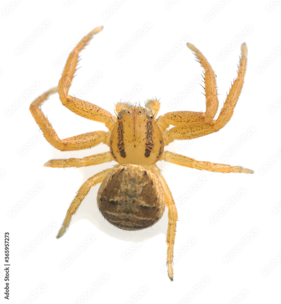 Crab spider isolated on white background, macro photo Crab spider isolated on white background, macro photo
