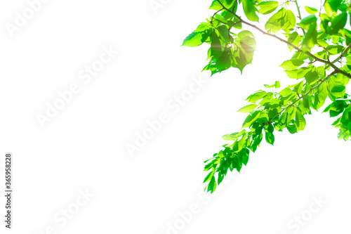 Image of white background with fresh green in the upper right　5109