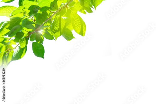 Image of white background with fresh green in the upper left 5107