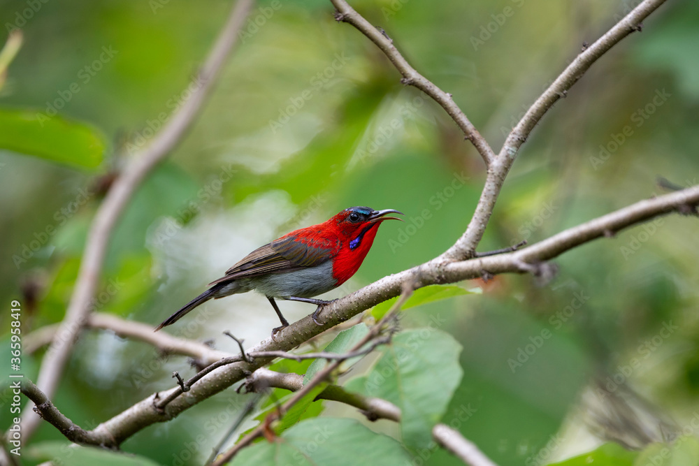 Crimson Sunbird