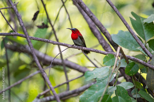 Crimson Sunbird © pichaitun
