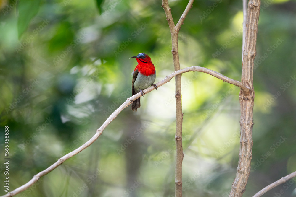 Crimson Sunbird