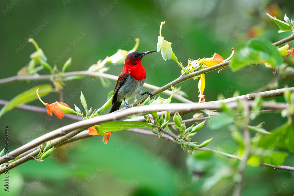 Crimson Sunbird