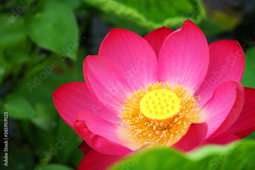 The lotus blooms and is beautiful