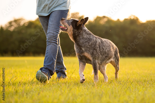 Australian Cattle Dog Blue Heeler healing, walking in a grassy field at sunset, healing perfectly by left side of owner, training 