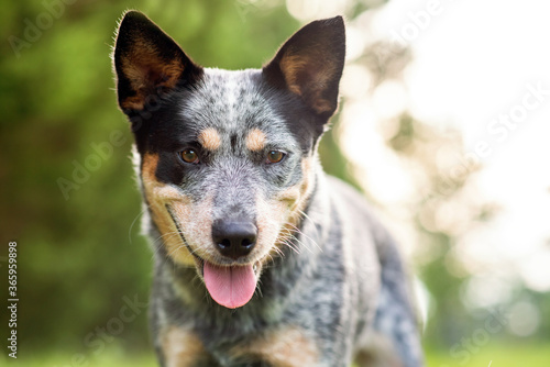 Close up portrait of a Australian Cattle Dog Blue Heeler 