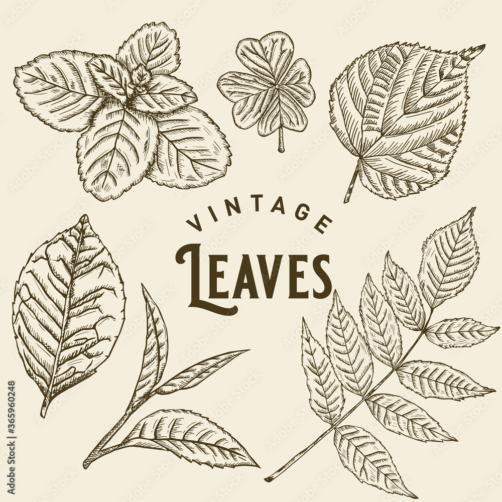 Vintage Leaves Illustration