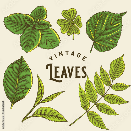 Vintage Leaves Illustration photo
