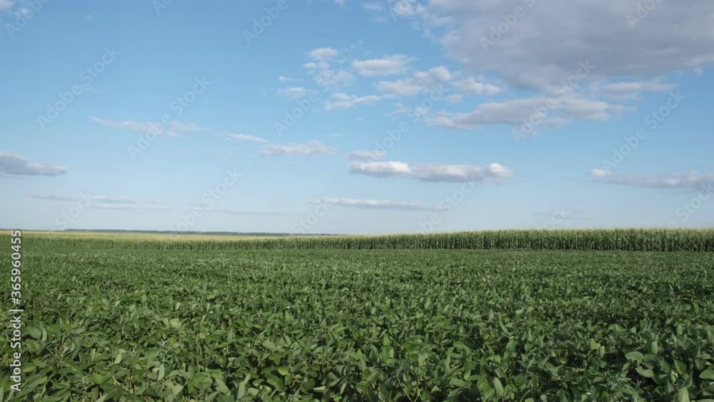 Green cultivated soybean plants in field with blue sky and clouds and corn field in background, agriculture in late spring or early summer Green cultivated soybean plants in field with blue sky and clouds and corn field in background, agriculture in late spring or early summer