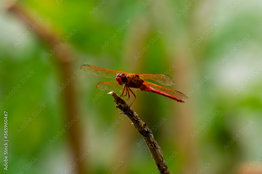 Close up macro lens image of a male autumn meadowhawk (Sympetrum vicinum) on a wooden stick near Potomac River, Maryland. This dragonfly is a top predator in its microcosm. Close up macro lens image of a male autumn meadowhawk (Sympetrum vicinum) on a wooden stick near Potomac River, Maryland. This dragonfly is a top predator in its microcosm.