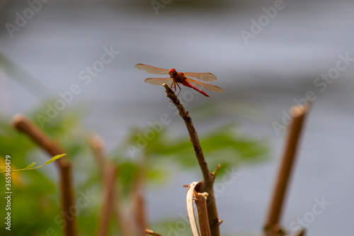 Close up macro lens image of a male autumn meadowhawk (Sympetrum vicinum) on a wooden stick near Potomac River, Maryland. This dragonfly is a top predator in its microcosm.  photo