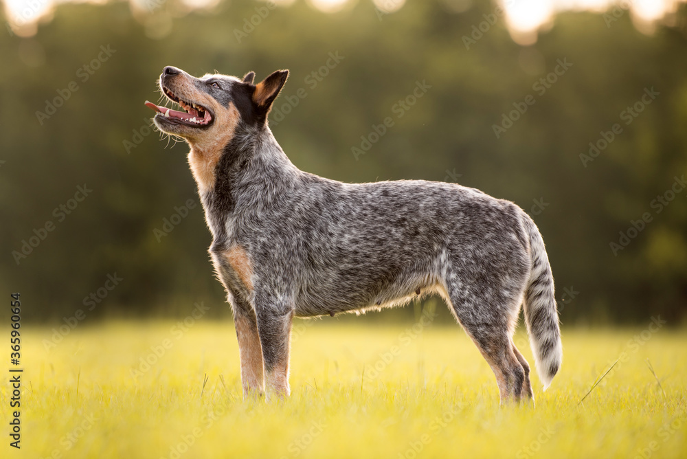 Australian Cattle Dog Blue Heeler standing in a grassy field at sunset Australian Cattle Dog Blue Heeler standing in a grassy field at sunset
