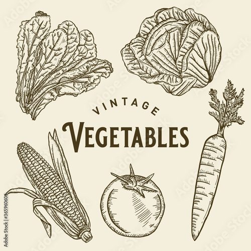 Vintage Vegetable Illustration