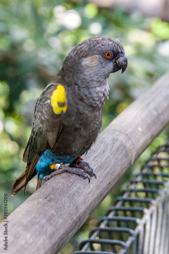 Rueppell's parrot (Poicephalus rueppellii).
It is endemic in southwestern Africa from central Namibia to southwest Angola. It lives in savanna where there are trees or in dry woodland. Rueppell's parrot (Poicephalus rueppellii).
It is endemic in southwestern Africa from central Namibia to southwest Angola. It lives in savanna where there are trees or in dry woodland.