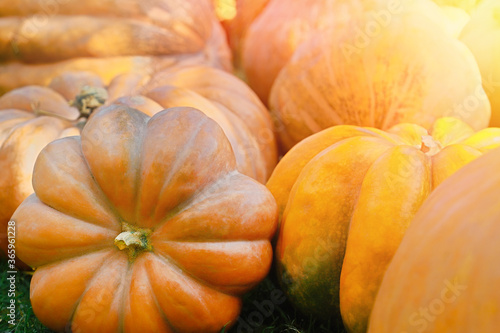 Pile of pumpkins background. Autumn harvest concept.
