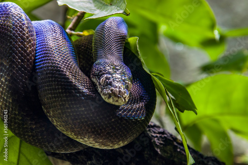 Macklot's python (Liasis mackloti) is a species of python, a nonvenomous snake in the family Pythonidae. It is endemic to Indonesia, East Timor, Papua New Guinea, and coastal northern Australia. 