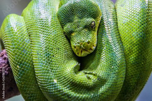 The green tree python (Morelia viridis) is a species of snake in the family Pythonidae. it is a bright green snake, living generally in trees.