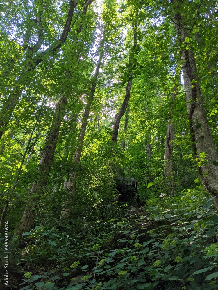 Fototapeta premium footpath in the forest