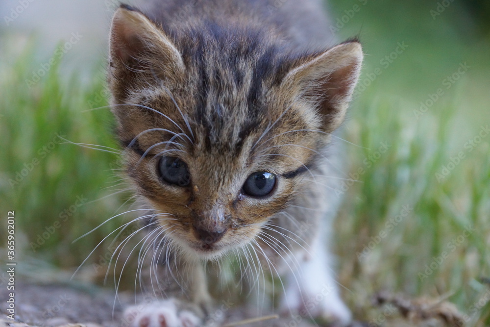 Kitten in the grass