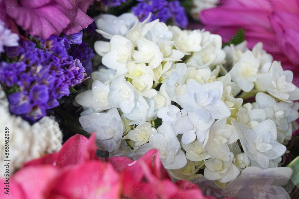 Obraz premium 紫陽花の花手水