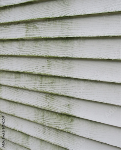 Mold and mildew on the exterior siding of a house 