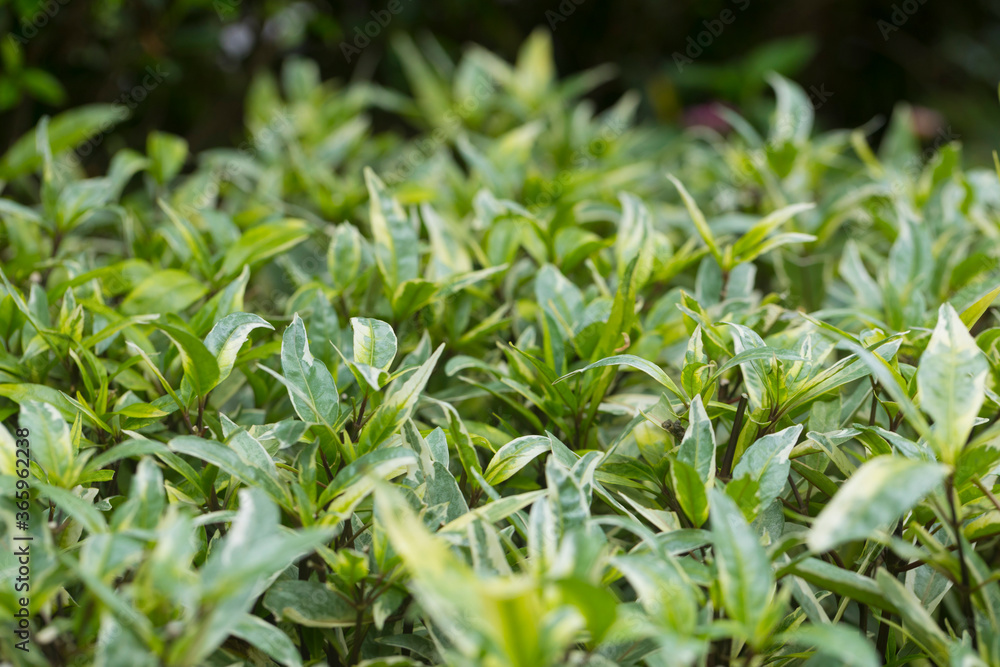 Close up of fresh white green spotted leaves of Justicia Fragilis. Close up of fresh white green spotted leaves of Justicia Fragilis.