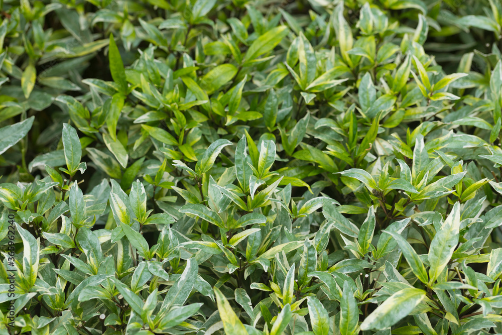 Close up of fresh white green spotted leaves of Justicia Fragilis. Close up of fresh white green spotted leaves of Justicia Fragilis.