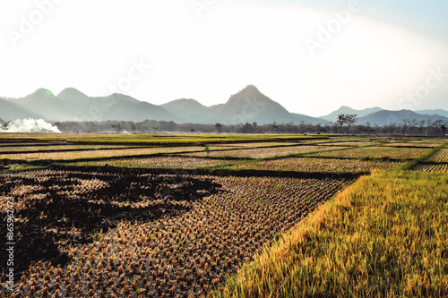 Rice fields turn yellow during the rice harvest season in Badegan Village, Ponorogo, East Java, Indonesia photo