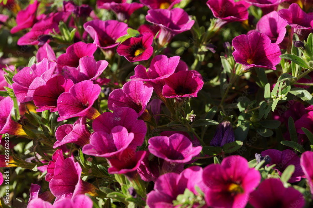 Obraz premium Pink flower