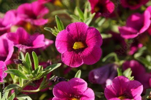 Pink flower