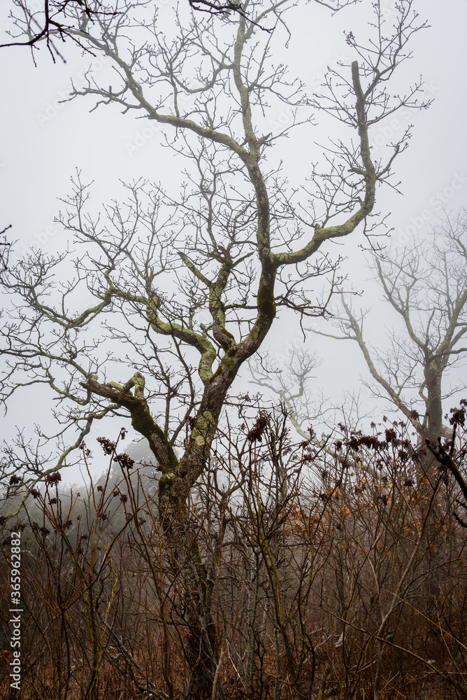 tree in fog on mountain