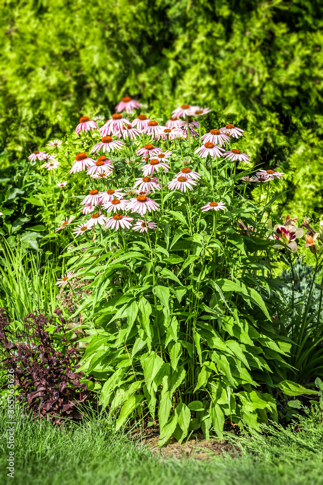A beautiful flower bed in the backyard of a private house. A beautiful flower bed in the backyard of a private house.