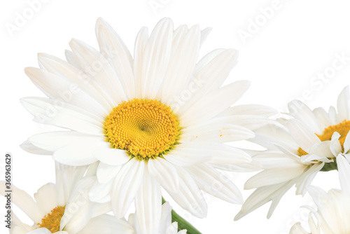 White garden chamomile  Latin Matric  ria  close-up on a white background.