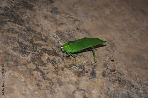 Giant katydid (Stilpnochlora couloniana), Ecuador.
 photo