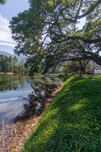 Mystical giant trees aged for more than a hundreds years beautifully live by the lakeside of Taiping Lake Garden in Perak Malaysia. 