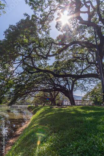 Mystical giant trees aged for more than a hundreds years beautifully live by the lakeside of Taiping Lake Garden in Perak Malaysia. 