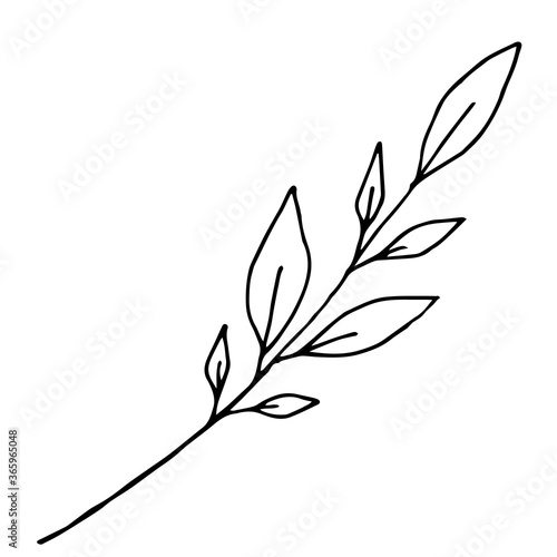 Sketch branch of leaves by hand on an isolated background. Hand drawn branches with leaves and flowers isolated on a white background.